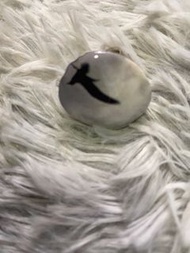 Agnes b 陶瓷戒指