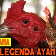 Telur fertil ayam pama NINJA