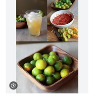 Pokok limau kasturi berbuah/matured Calamansi plant