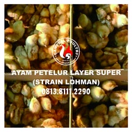 DOC Anak Ayam Petelur LAYER SUPER Strain Lohman