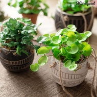 [MIC]✧Simulation Green Plant Succulents Hands Feeling Not Withered Non-fading Easy Care Fine Workman