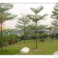 ◆✺AFRICAN TALISAY (10 SEEDS) BUY 2 GET 1 FREE shorts