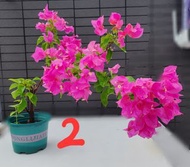 三色三角梅：紫紅，橙紅，深粉紅色。三角梅盆栽