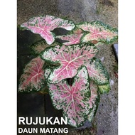 UBI KELADI CALADIUM BULB BENIH SEED USA (PINK CLOUD) TANAMAN HIAS HIASAN ORNAMENTAL INDOOR HOUSE PLANT MURAH VIRAL AROID