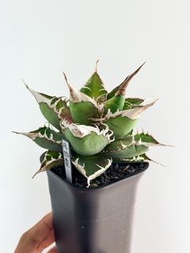 Agave 綠幽靈 龍舌蘭 嚴龍