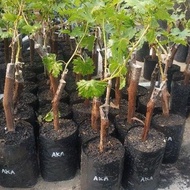 ✫ IMPORTED ACADEMIC GRAPE SEEDLINGS, superior grape seedlings, cheap grape seedlings ★