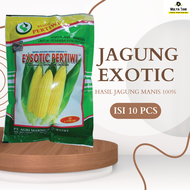 BIBIT BENIH BINIH SAYURAN SIAP TANAM PAKET 10 PCS JAGUNG MANIS BENIH UNGGUL SUPER JUMBO EXSOTIC EXOT