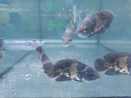 Ikan Oscar Tiger / Classic Tiger Oscar - Popular Predator Cichlid Monster Fish