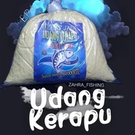 UMPAN IKAN MAS ( UDANG KERAPU )