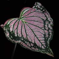 Caladium Thai Beauty