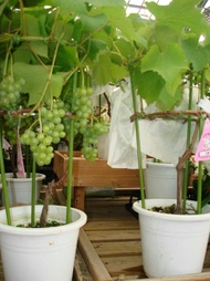 Anak Pokok Hidup Anggur Hijau Hybrib(white green) Live Plant