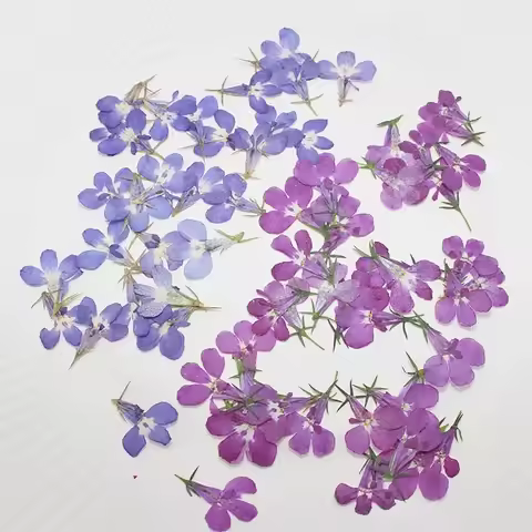 60pcs Pressed Dried Lobelia Erinus Flower Plant Herbarium For Jewelry Postcard Invitation Card Phone