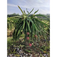 Keratan,Anak Pokok Naga, Dragon fruit tree, red dragon fruit tree. Length 40cm-55cm