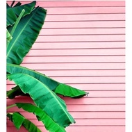 LOCK DALAM LIVE RM 24