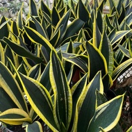 LOVE GARDEN - Pokok Lidah Mak Mertua | Sansevierra Snake Plant (Laurentii, Moonshine, Anak pokok)