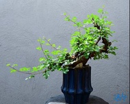 黑皮沒藥 / 黑皮橄欖　Commiphora boranensis (184) / 塊根植物 Caudex / 另售象牙宮、龜甲龍、索馬里葡萄甕、念珠橄欖