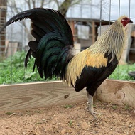 Telur berbenih Ayam Sabung Filipina