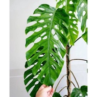 Monstera Dubia #Monsterarare #Dubia