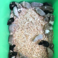 Tikus mencit mencit Jepang