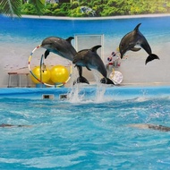 Ticket Voucher Dolphin Bay Phuket // Regular seat