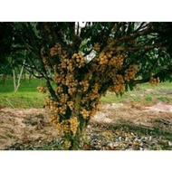 Pokok Dokong Hybrid. Cepat berbuah dan lebat
