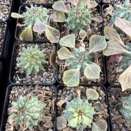 Euphorbia neoreflexa Euphorbia neoreflexa Euphorbia Trendy Root Plant