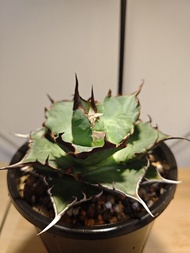 黑帝斯  龍舌蘭 植物 嚴龍 Agave Plant 塊根 多肉