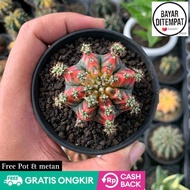 Kaktus gymno MULTICOLOR induk onroot