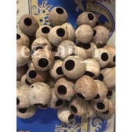 Tempurung Sarang Burung Baji