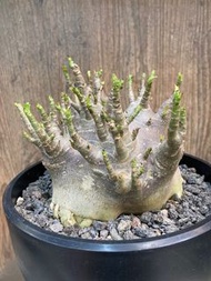 哥斯拉沙漠玫瑰（紫皮）12.8cm $1180