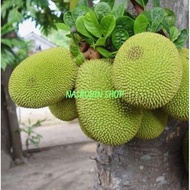 BUAH NANGKA SAYUR 1KG | NANGKA KUPAS | NANGKA UTUH | NANGKA MUDA |