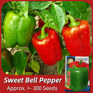 เมล็ดพริกหวาน เมล็ดพันธุ์ พริกหยวก บรรจุ 300 เมล็ด Bell Pepper Seed Vegetable Seeds for Planting เมล็ดพริกหยวก ผักออร์แกนิก F1 เมล็ดพันธุ์ผัก พันธุ์ผัก เมล็ดพันธุ์พืช เมล็ดผัก เมล็ดพันธุ์ OP แท้ ผักสวนครัว ปลูกง่าย คุณภาพดี ราคาถูก ของแท้ 100% อัตรางอกสูง