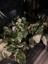 日本 白斑龜背芋 monstera albo var. deliciosa