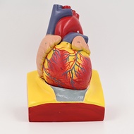 Life Size Detachable Human Heart Model Ultrasound B-Scan Medical Teaching Aid