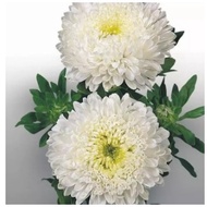 DWARF WHITE ASTER LARGE FLOWER SEED -MILADY SERIES