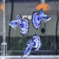 Guppy Blue Ivory snake skin Siap Breed