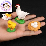 Chicken Life Cycle Model - Chicken Life Cycle