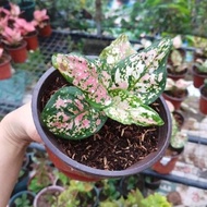 Aglaonema Tricolor established