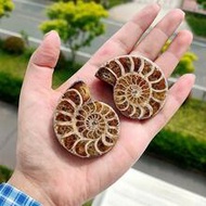 1pc Natural Polished Ammonite Shell Fossil Stone Ammonite Fossil Shell Spiral Polished Natural Fossi