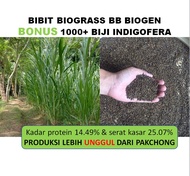 Bibit Rumput Biograss BB Biogen 1kg Unggul Tahan Kering bonus benih indigofera