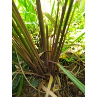 Pokok serai wangi hidup.1 btg rm1.ready stock.