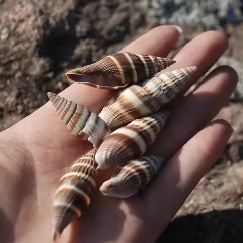 Natural Chili Snail Shell 3-5cm Aquarium Decor Home Base Ornament Zebra Nerite Snail