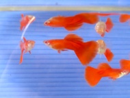 Full Red Albino Guppy (Pair)