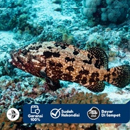 Ikan Kerapu Malabar - Ikan HIas Aquarium Laut