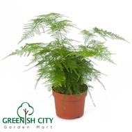 GNC - Asparagus Setaceus 'Nanus' Live Plant Pokok Fern Paku Pakis Hiasan Indoor 新娘叶
