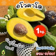 BB  จัดส่งฟรี ‼️(1KG) อโวคาโด้ avocado พันธุ์พื้นเมือง อโวคาโด้ อโวคาโด อะโวคาโด้ อะโวคาโด แฮสราชาอโ