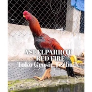 ayam bangkok asli aseel parrot redfire telur tetas