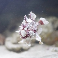 ikan hias laut Kodokan frogfish (maculatus) Putih Ungu