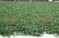 maga茶業 台灣正港高山茶 高山金萱茶 一斤300元