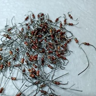 (100 PCS) RESISTOR 1/8WAT 2K2